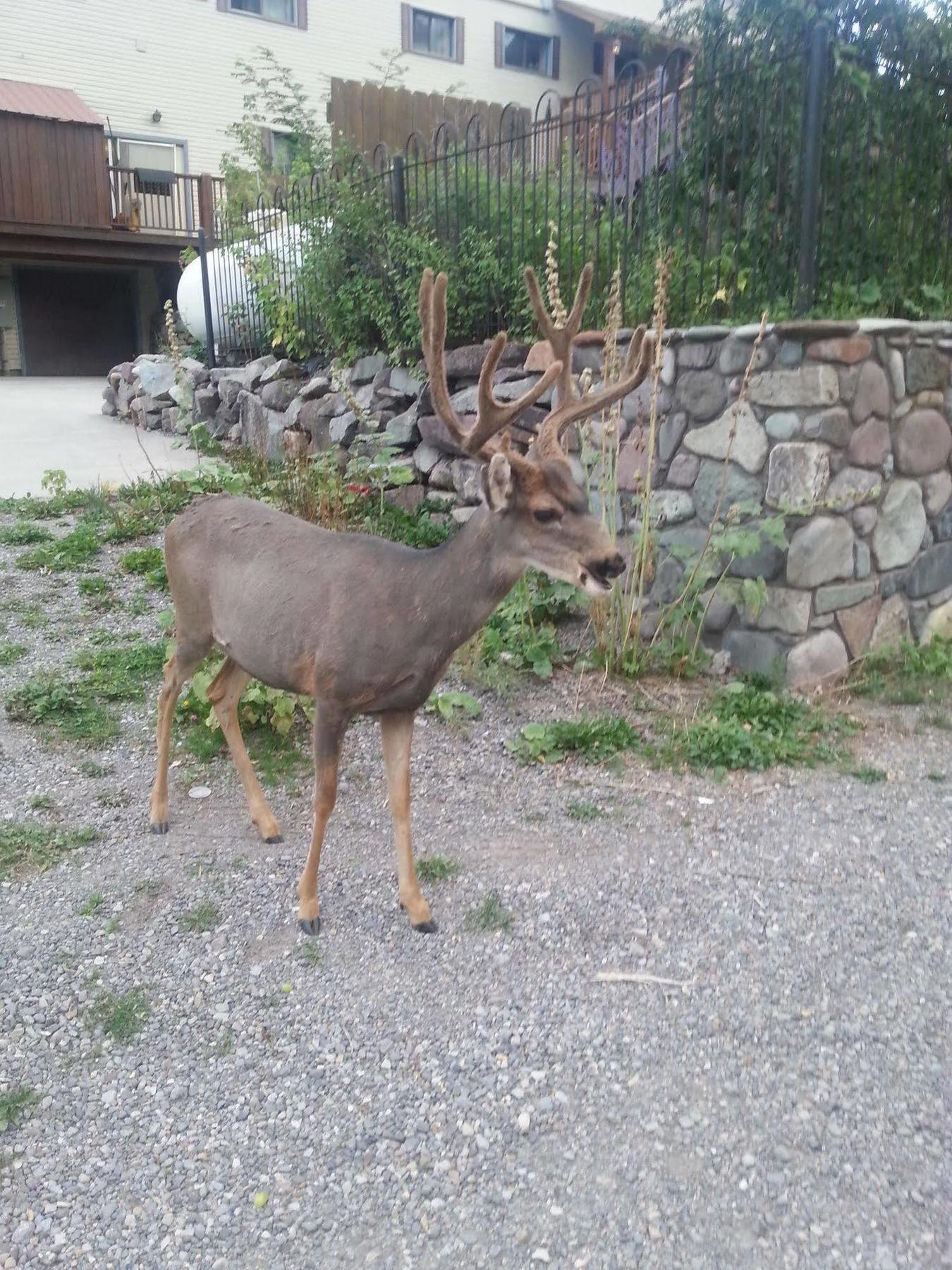 Rivers Edge Motel Lodge & Resort Ouray Buitenkant foto